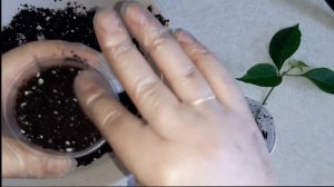 Размножение бугенвиллии черенками