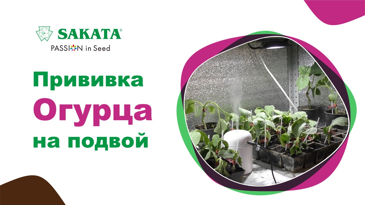 Прививка огурца на подвой #какпривитьогурец #выращиваниеогурца #урожайныйогурец #подвойдляогурца смотреть онлайн