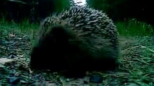 Ежик в лесу смотреть онлайн