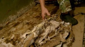 Деревянный пол в  частном доме. Пол сгнил за год. Внимание ГРИБОК!!!