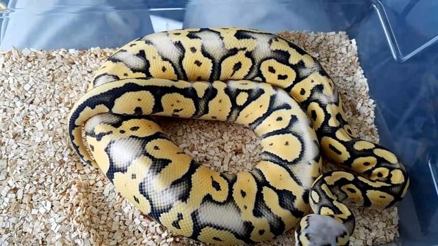 Super Pastel Desert Ghost Ball Python (Another Livestream Test) смотреть онлайн