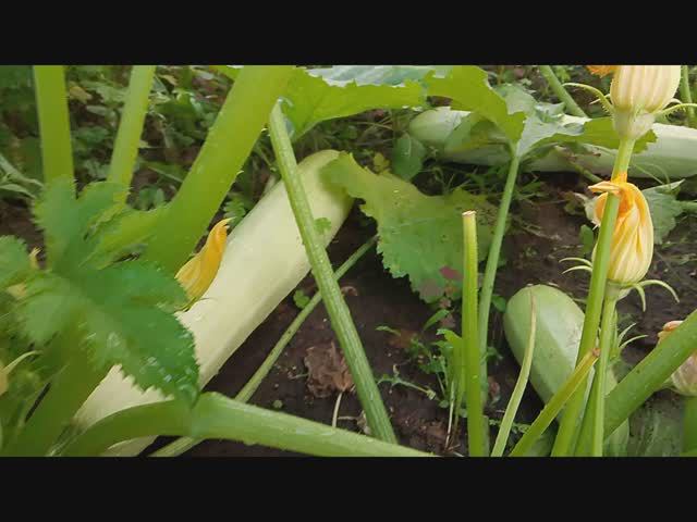 Отдых на даче - август 2024 смотреть онлайн