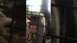 Страус в московском зоопарке