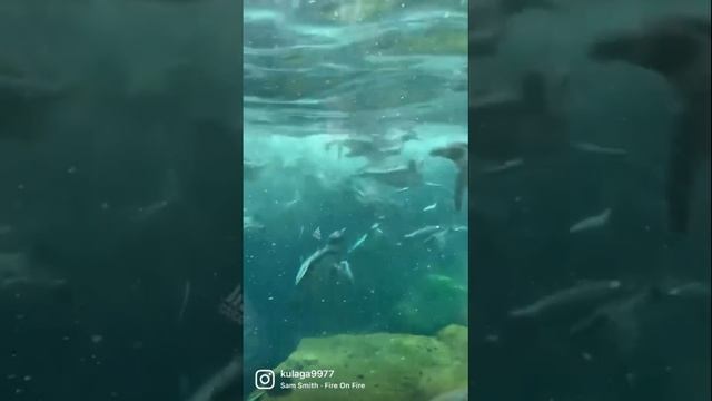 Немного релакса от пингвинов Нюрнбергского зоопарка #нюрнберг #зоопарк #пингвины смотреть онлайн