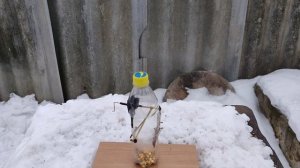 ЛОВУШКИ РАЗНЫХ РАЗМЕРОВ. Какая сработает? ? Как сделать ловушку на птиц