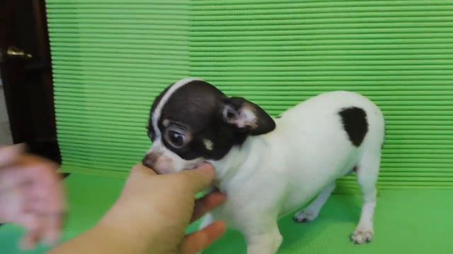 #ЦЕНАЩЕНКА ЧИХУА др 29.09.2019 года - УКАЗАНА НА ВИДЕО #КУПЛЮЧИХУАПРОДАЮЩЕНКОВ#МАРИМИСТИКПИТОМНИКРК смотреть онлайн