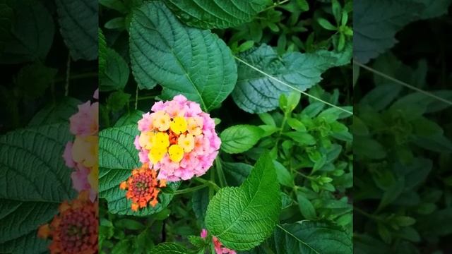 Взгляд из дворовой клумбы )) #цветы #трава #природа #flora #nature #flower смотреть онлайн