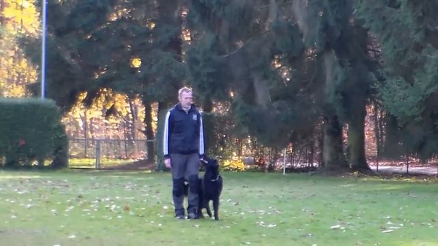 Begleithundeprüfung mit Akiro von den Füchsen (Hovawart) 1. Teil смотреть онлайн
