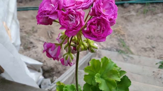 Готика смотреть онлайн