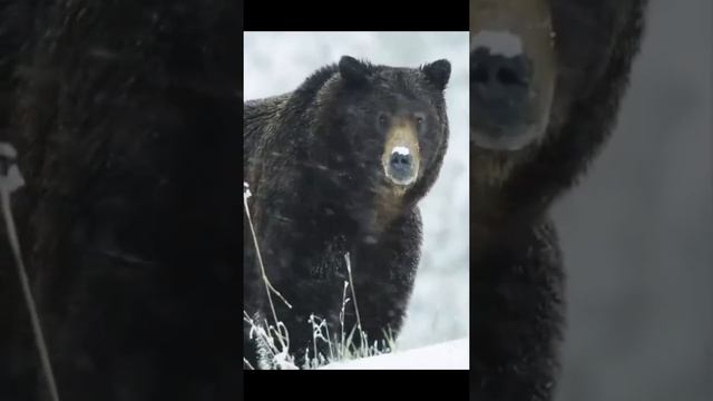 На ЧТО способен Гризли НА САМОМ ДЕЛЕ смотреть онлайн