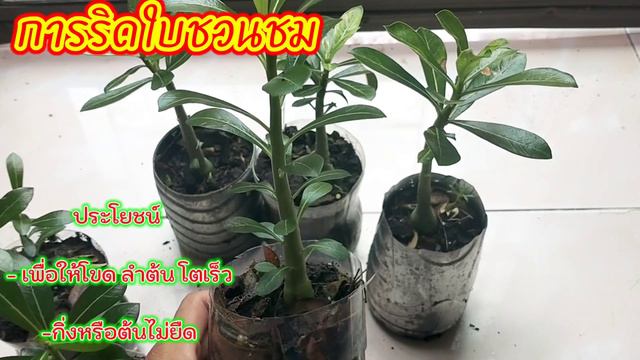 การริดใบชวนชม ของ คนรักชวนชม | การริดใบทำเพื่ออะไร?#adenium care tips#adenium plant#adenium hacks смотреть онлайн
