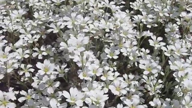 Пора цветения. Гипсофила многолетняя смотреть онлайн