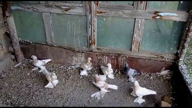 ЛОХМОНОГИЕ ГОЛУБИ С ШИКАРНОИ ИГРОЙ ТЯГА ВИНТ смотреть онлайн