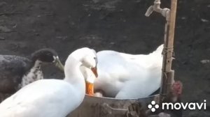 Гусь спариваэтса с уткай??