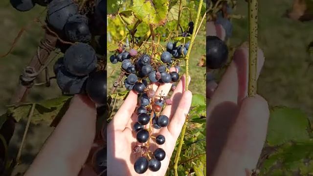 Виноград 'Загадка Шарова' смотреть онлайн