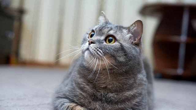 КЛИП НА НОВЫЙ ГОД!!! Код Мартина, говорящий кот Мартин. смотреть онлайн