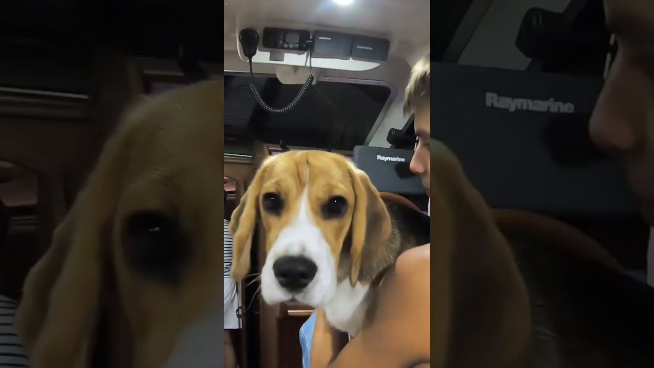 БИГЛЬ СУЕТОЛОГ НА ЯХТЕ смотреть онлайн