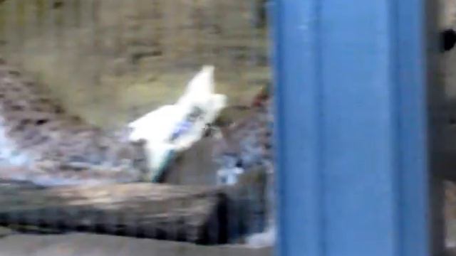 Lynx at play Lincoln Park Zoo Chicago смотреть онлайн