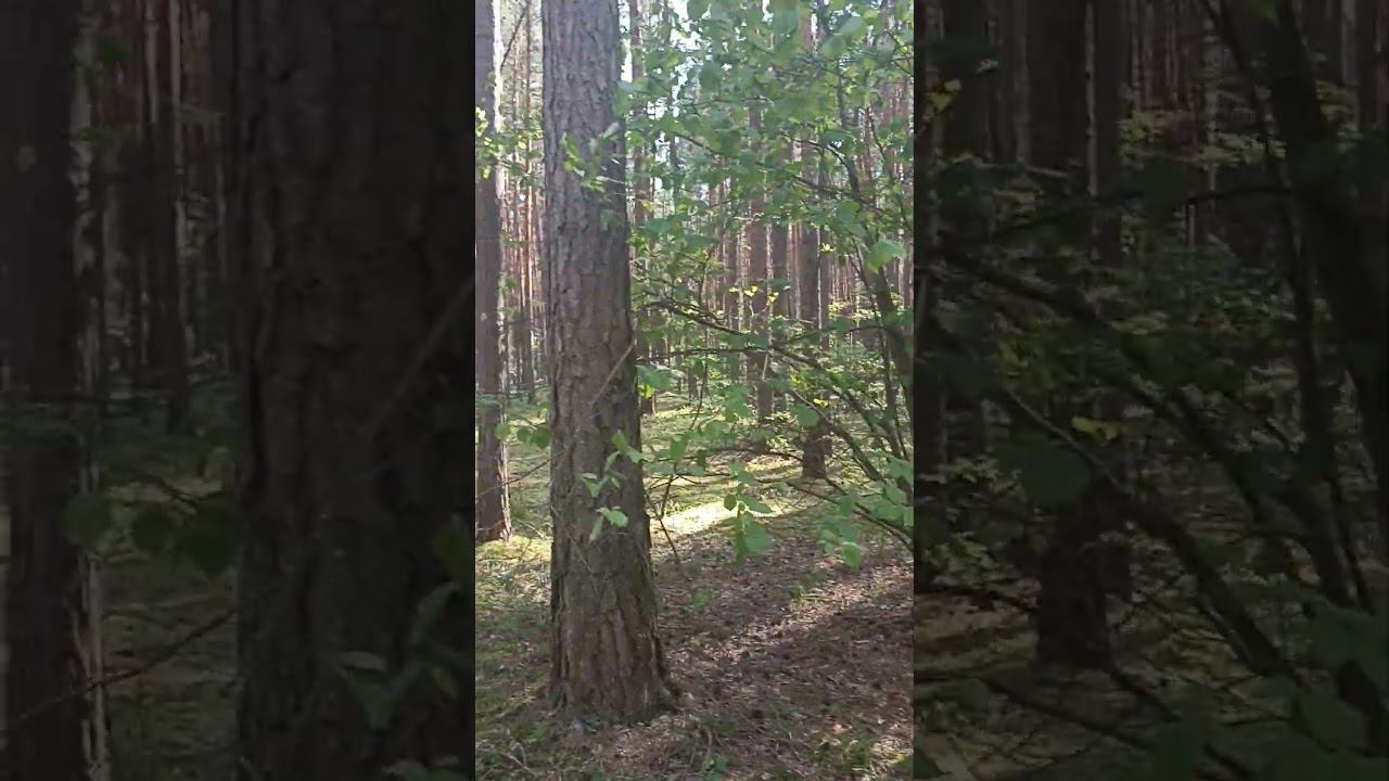 Роща #shorts смотреть онлайн