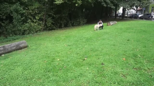 Голден ретривер 6 месяцев. Луните пол годика! смотреть онлайн