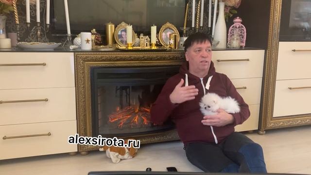 ПОМЕРАНСКИЙ ШПИЦ ПЛЮСЫ МИНУСЫ ПОРОДЫ смотреть онлайн