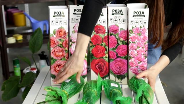 Как сохранить розу из коробки до посадки в грунт? смотреть онлайн