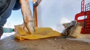 Строганина из Нельмы