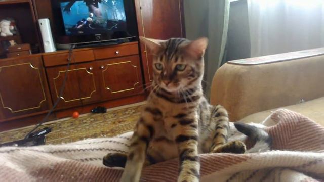 Котик смотреть онлайн