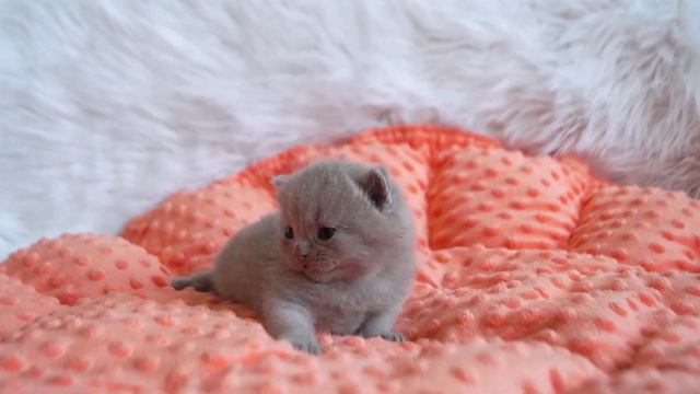 20 дней после рождения. NONY смотреть онлайн