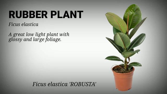 Ficus Varieties || Rubber Plants Varieties || Weeping Fig Varieties смотреть онлайн