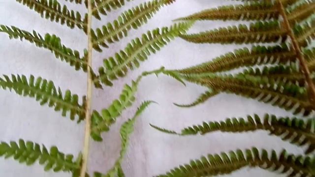Fern Identification And Reproduction  - Nature Insights