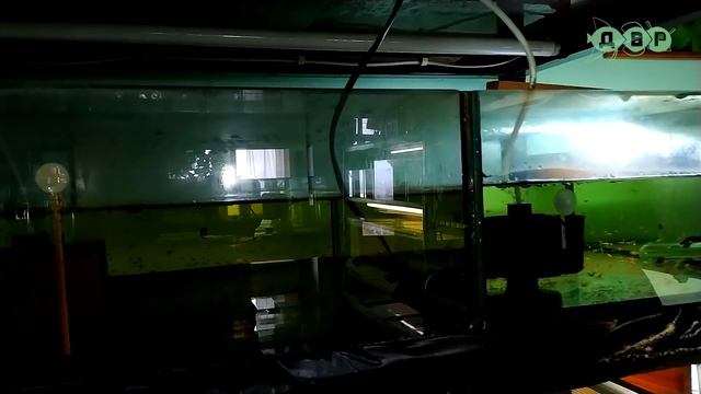 Аквариумная разводня объемом 5 тонн в 9 кв. метрах! смотреть онлайн