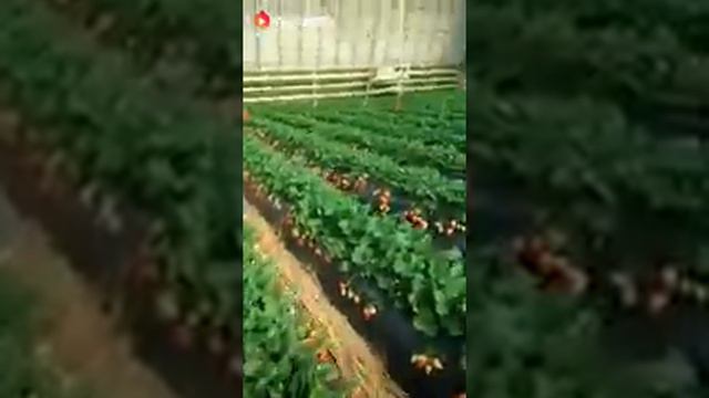 Вот как надо выращивать фрукты!! смотреть онлайн