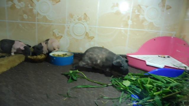 МАРИ МИСТИК АРИЭЛЬ И АНАБЕЛЬ - 1 МЕС 1 НЕД + МАМА И ПАПА #КУПЛЮСКИННИПРОДАЮСВИНКУ смотреть онлайн