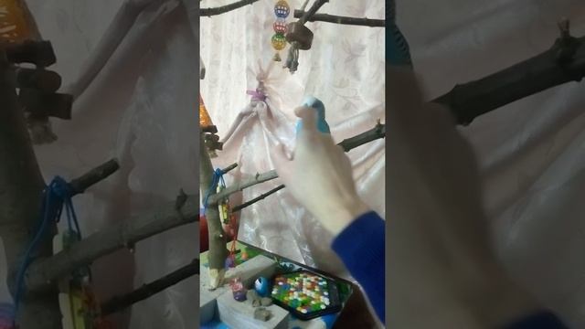 Почесушки волнистого попугайчика смотреть онлайн
