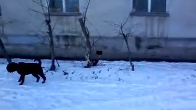 Шарпей ездовой - НОВАЯ ПОРОДА СОБАК !!!. Sharpay sled - NEW BREED OF DOG !!! смотреть онлайн