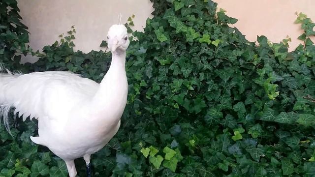 Павлин мавлин в Праге ( Чехия ),Peacock mavlin смотреть онлайн