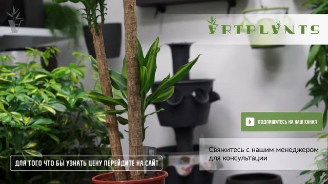 ARTPLANTS - Драцена Массенджеана смотреть онлайн