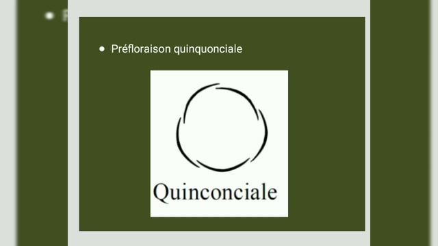 floristique famille des nymphaeaceae смотреть онлайн