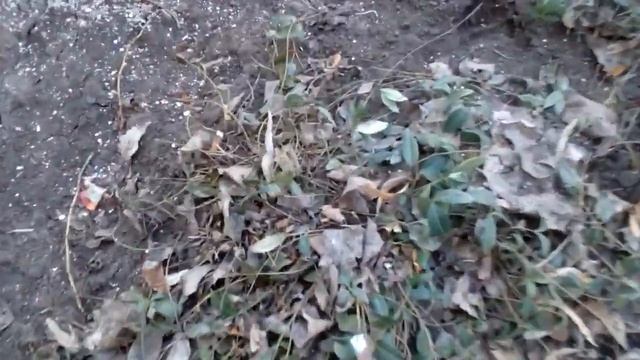 Удобрение для жасмина(и знакомство…… смотреть онлайн