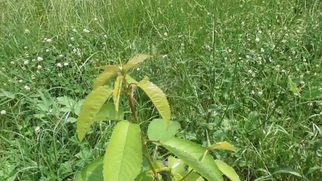 Черешня, которую не берет тля. Без обработки химией смотреть онлайн