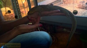 Кольцехвостый варан