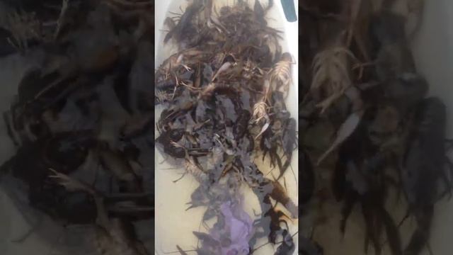 Ловля РАКОВ осенью в Карелии. Ванна РАКОВ! Такого УЛОВА не ожидал!!! смотреть онлайн