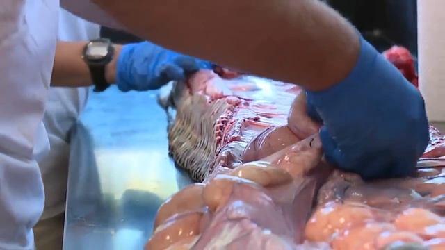 Necropsy on 17-foot python caught in the Everglades reveals 95 eggs inside смотреть онлайн