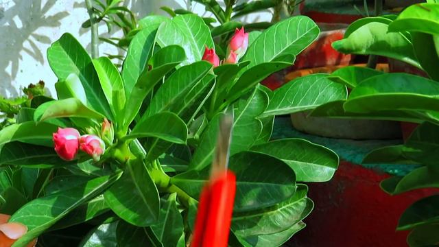रामविलास जी Adenium/ Desert Rose से कम से कम पानी में ज्यादा से ज्यादा फूल कैसे लेते हैं ? смотреть онлайн