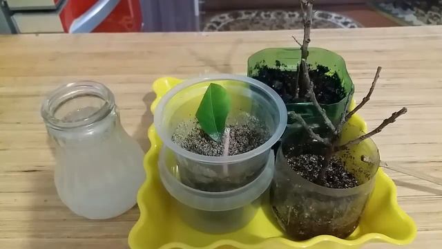 Как размножить облепиху 22 02 19г Часть 1 How to propagate sea buckthorn смотреть онлайн