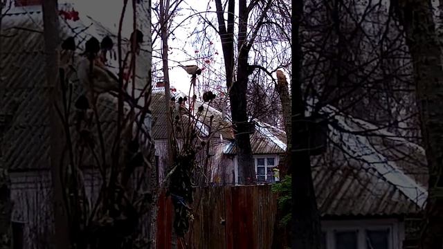 рудбекия :мне - красиво, а птичкам - вкусно. смотреть онлайн