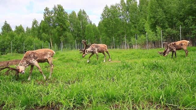 Северные лесные олени в Керженском заповеднике смотреть онлайн