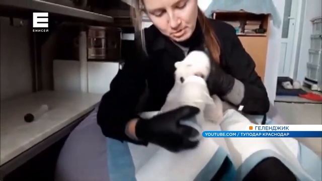 Открыли глаза и набирают в весе: подробно о первых днях жизни медвежат Седова смотреть онлайн