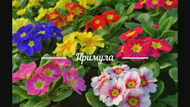 Какие цветы посадить под зиму. смотреть онлайн